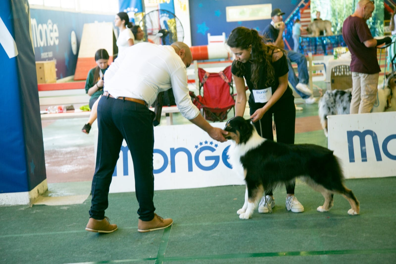 Snir Orr-Levi examining an Australian Shepherd in the breed ring