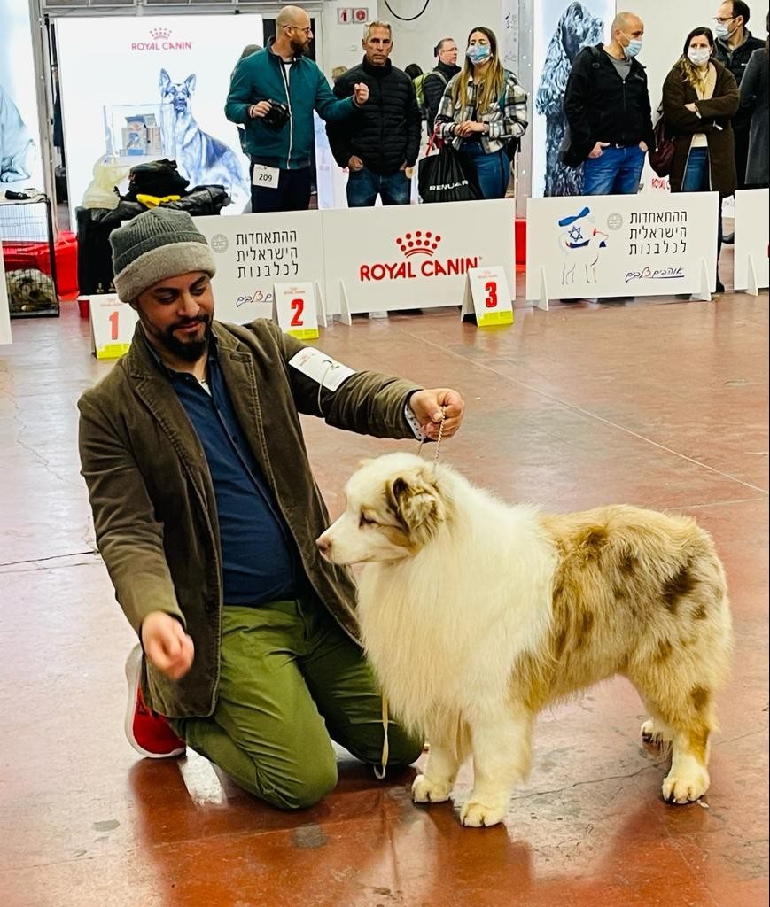 Snir Orr-Levi presenting an Australian Shepherd at a dog show