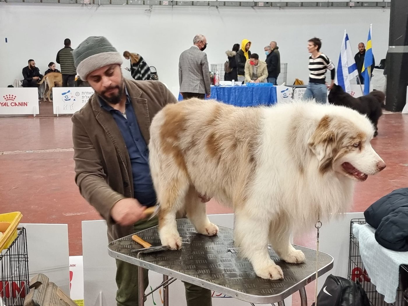 Australian Shepherd being prepared for the show ring