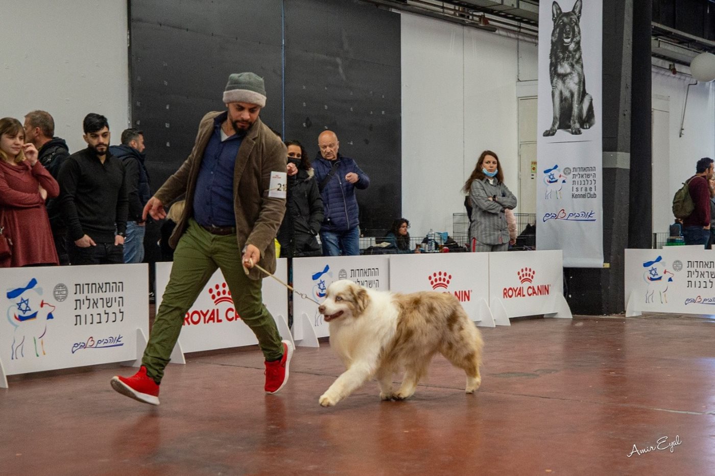 A Levi’s Grand Australian Shepherd in the show ring